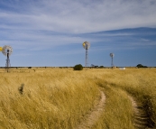 The famous windmills of Penong