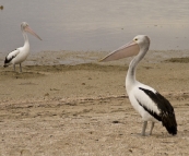 Pelicans on the beach in Streaky Bay