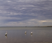 Pelicans on the beach in Streaky Bay