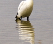 Pelicans on the beach in Streaky Bay