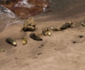 The seal colony at Point Labatt