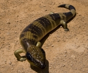 A Blue Tongued Skink near Point Labatt