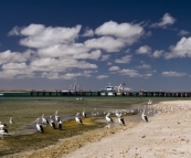 Pelicans in front of the Venus Bay jetty