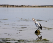 Pelicans in Venus Bay