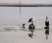 Pelicans in Venus Bay