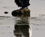 Pelicans in Venus Bay