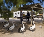 Pelicans in Venus Bay