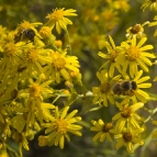 Wildflowers and bees near Yangie Bay