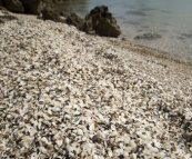 Millions of shells making up the beach at Black Springs