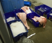 Lots of shark fillets at one of the seafood processors in Port Lincoln