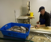 Filleting King George Whiting