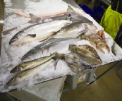 Our tour of one of the seafood processors in Port Lincoln