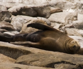 Australian Sea-Lions in Boston Bay