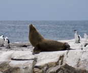 Australian Sea-Lions in Boston Bay