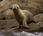 Australian Sea-Lions in Boston Bay