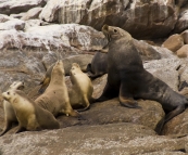 Australian Sea-Lions in Boston Bay