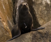 A New Zealand Fur Seal in Boston Bay