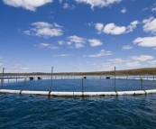Tuna farm nets in Boston Bay