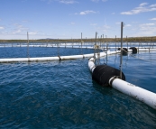 Tuna farm nets in Boston Bay