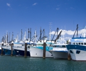 The prawn fleet dormant in Port Lincoln