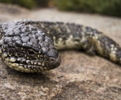 A placid Shingleback Lizard on the way up Stamford Hill