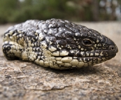 A placid Shingleback Lizard on the way up Stamford Hill