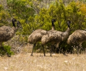 Emus in the clearing near the Memory Cove gate