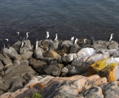 Cormorants on the rocks in Memory Cove