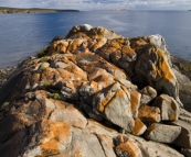 Striking orange lichen on the rocks in Memory Cove