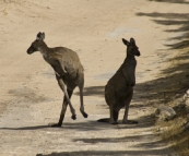 Roadblocks on the track to Memory Cove