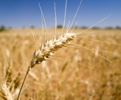 Barley ready to be harvested