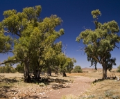 Partacoona Station in the Flinders Ranges