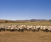 Sheep in for shearing on Partacoona Station