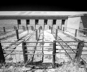 The shearing shed on Partacoona Station