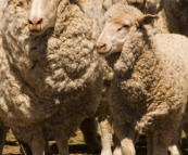 Wooly sheep ready for shearing on Partacoona Station