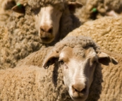 Wooly sheep ready for shearing on Partacoona Station