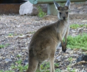 A visitor to our campsite at Mount Remarkable