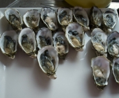 Oysters at the Browns\' farm