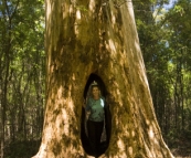 Lisa in the \'Walk Through Karri\' in Beedelup National Park