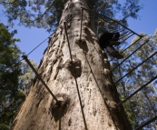 Lisa climbing the Gloucester Tree in Gloucester National Park