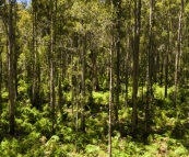 View from the Gloucester Tree in Gloucester National Park