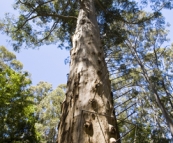 The Gloucester Tree in Gloucester National Park