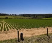 The beautiful rolling hills in the agricultural areas around Pemberton