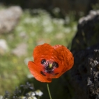 A Turkish poppy in Kayakoy (they were everywhere!)