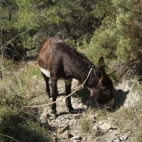 A local we met on the path...