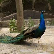 One of the inhabitants of the Bodrum castle