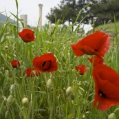 Poppies along the street leading to Ephesus\' harbor