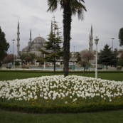 Tulips and the Blue Mosque