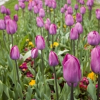 One of the many beds of tulips around Topkapi Palace