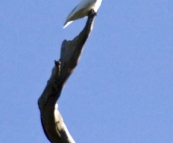 Sulphur-Crested Cockatoo